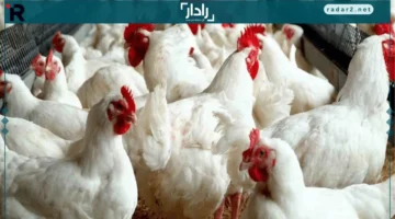 أسعار الدواجن والبيض تتغير اليوم الثلاثاء 14 أكتوبر 2025